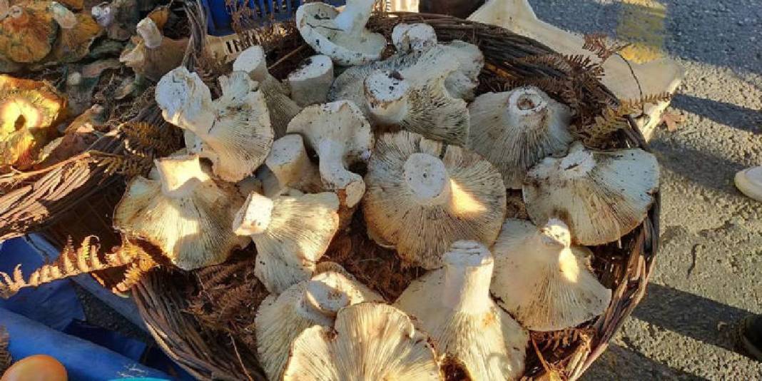 1800 rakımlı yayladan topladı pazara taşıdı! Tanesi 400-600 gram arasında değişiyor: Dev mantar pazarın ilgi odağı 2